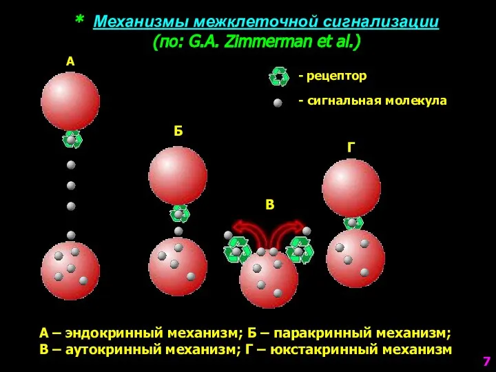 * Механизмы межклеточной сигнализации (по: G.A. Zimmerman et al.) А Б