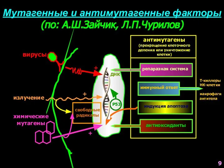 Мутагенные и антимутагенные факторы (по: А.Ш.Зайчик, Л.П.Чурилов) Р53 + вирусы ДНК