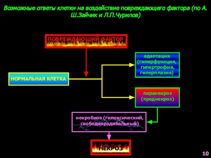 Возможные ответы клетки на воздействие повреждающего фактора (по А.Ш.Зайчик и Л.П.Чурилов)