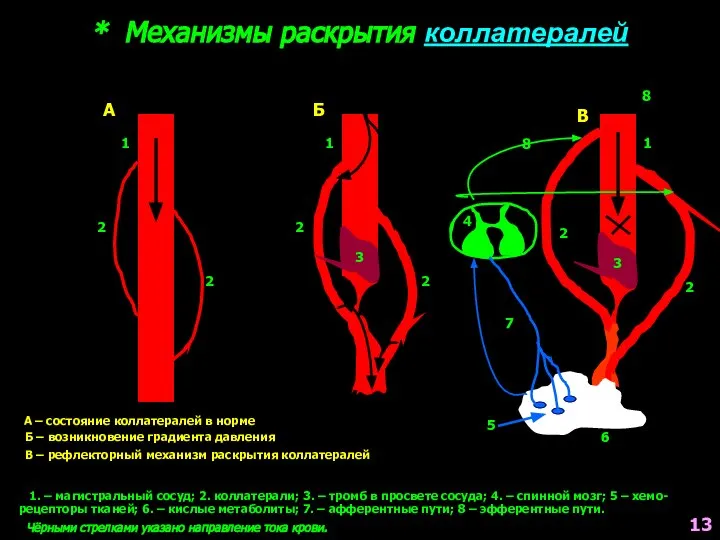 * Механизмы раскрытия коллатералей А А – состояние коллатералей в норме