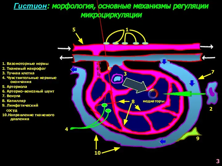 Гистион: морфология, основные механизмы регуляции микроциркуляции 1. Вазомоторные нервы 2. Тканевый