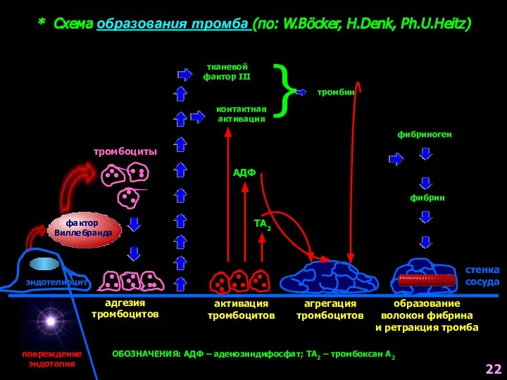 * Схема образования тромба (по: W.Böcker, H.Denk, Ph.U.Heitz) стенка сосуда эндотелиоцит