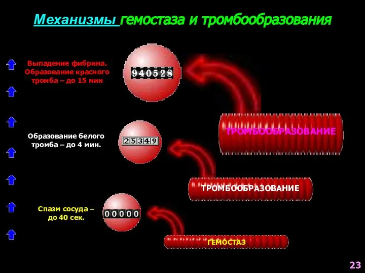 Механизмы гемостаза и тромбообразования ГЕМОСТАЗ ТРОМБООБРАЗОВАНИЕ ТРОМБООБРАЗОВАНИЕ Выпадение фибрина. Образование красного