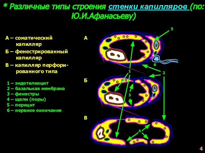 * Различные типы строения стенки капилляров (по: Ю.И.Афанасьеву) А А –