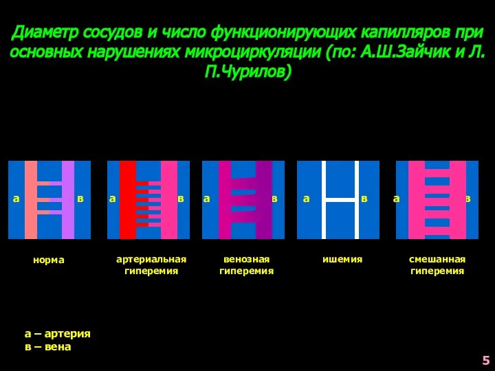 Диаметр сосудов и число функционирующих капилляров при основных нарушениях микроциркуляции (по: