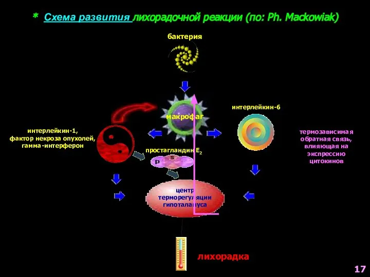 * Схема развития лихорадочной реакции (по: Ph. Mackowiak) бактерия макрофаг интерлейкин-1,