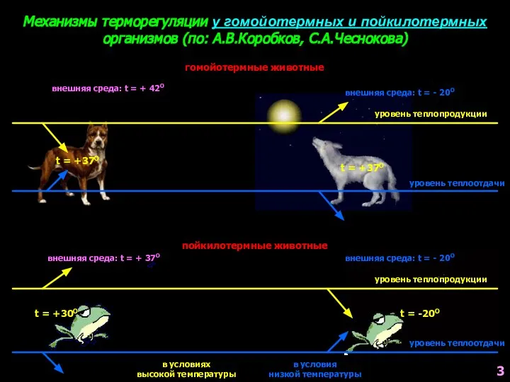 Механизмы терморегуляции у гомойотермных и пойкилотермных организмов (по: А.В.Коробков, С.А.Чеснокова) гомойотермные