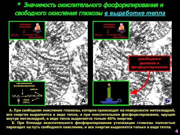 * Значимость окислительного фосфорилирования и свободного окисления глюкозы в выработке тепла