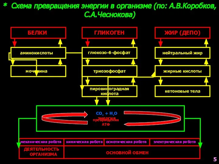 * Схема превращения энергии в организме (по: А.В.Коробков, С.А.Чеснокова) глюкозо-6-фосфат аминокислоты