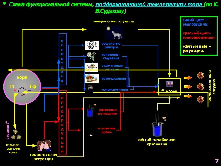 * Схема функциональной системы, поддерживающей температуру тела (по К.В.Судакову) кора Гт
