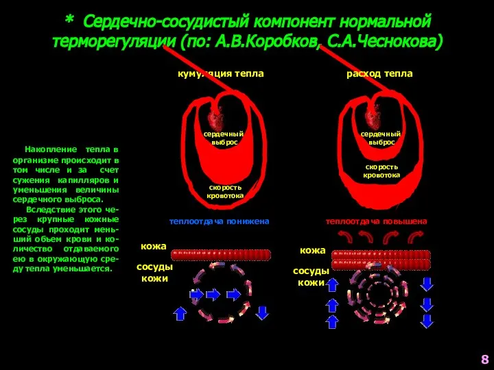 * Сердечно-сосудистый компонент нормальной терморегуляции (по: А.В.Коробков, С.А.Чеснокова) Накопление тепла в