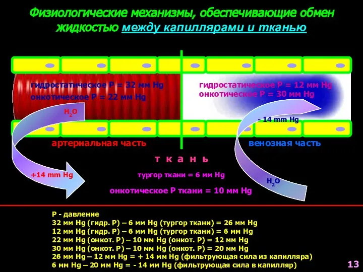 Физиологические механизмы, обеспечивающие обмен жидкостью между капиллярами и тканью артериальная часть