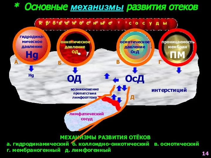 направление тока лимфы к р о в е н о с