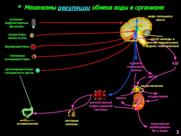 * Механизмы регуляции обмена воды в организме кора головного мозга надпочечники