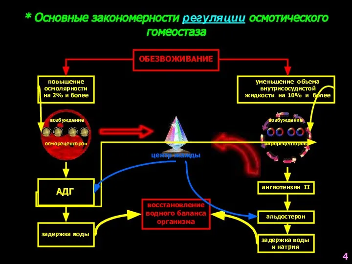 * Основные закономерности регуляции осмотического гомеостаза ОБЕЗВОЖИВАНИЕ повышение осмолярности на 2%