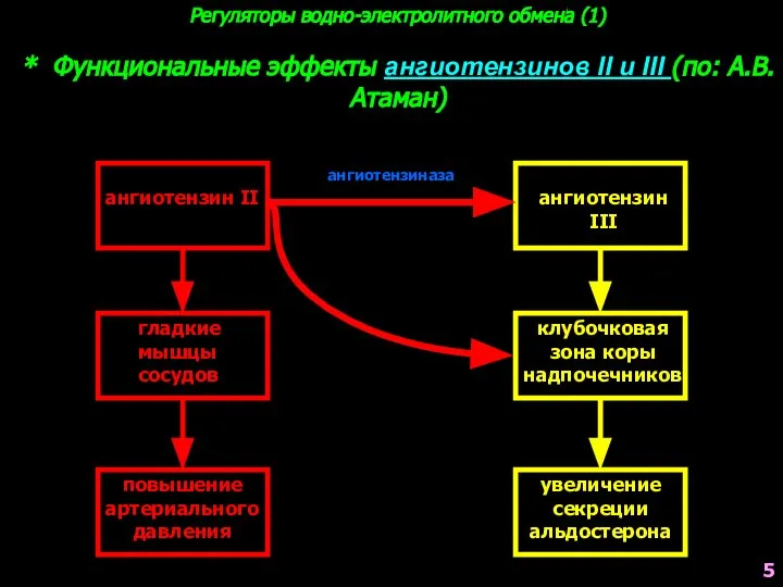 Регуляторы водно-электролитного обмена (1) * Функциональные эффекты ангиотензинов II и III