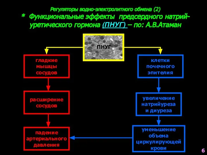 клетки почечного эпителия гладкие мышцы сосудов Регуляторы водно-электролитного обмена (2) *