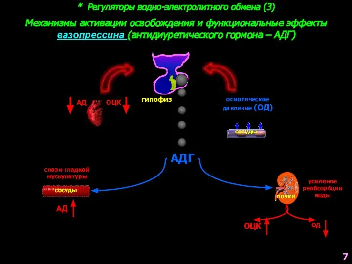 * Регуляторы водно-электролитного обмена (3) Механизмы активации освобождения и функциональные эффекты