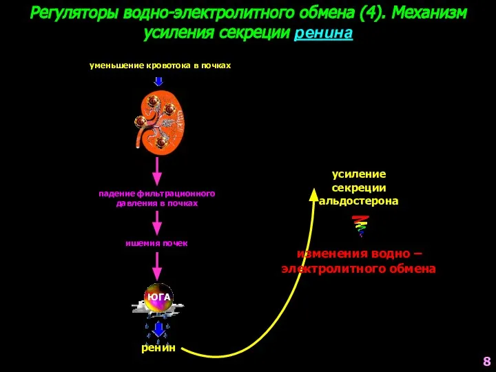 Регуляторы водно-электролитного обмена (4). Механизм усиления секреции ренина уменьшение кровотока в