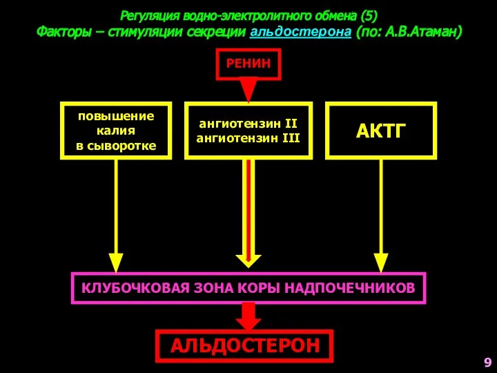 КЛУБОЧКОВАЯ ЗОНА КОРЫ НАДПОЧЕЧНИКОВ ангиотензин II ангиотензин III АКТГ повышение калия