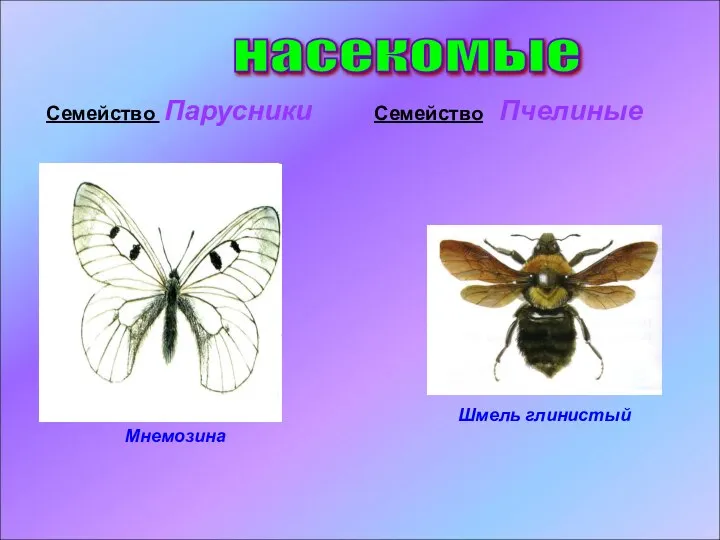 насекомые Мнемозина Шмель глинистый Семейство Парусники Семейство Пчелиные