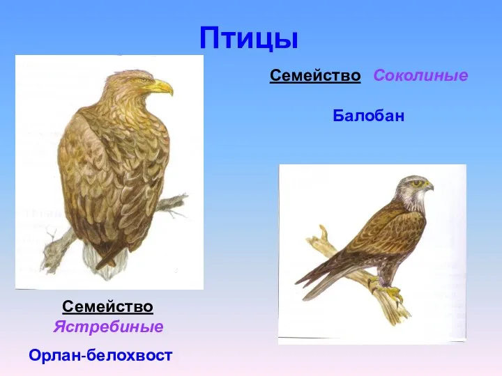 Птицы Семейство Ястребиные Орлан-белохвост Семейство Соколиные Балобан