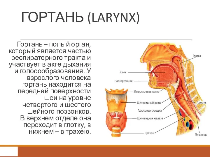 ГОРТАНЬ (LARYNX) Гортань – полый орган, который является частью респираторного тракта