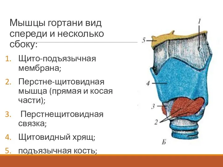 Мышцы гортани вид спереди и несколько сбоку: Щито-подъязычная мембрана; Перстне-щитовидная мышца