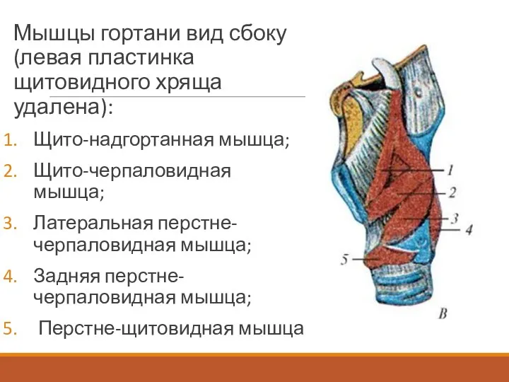 Мышцы гортани вид сбоку (левая пластинка щитовидного хряща удалена): Щито-надгортанная мышца;