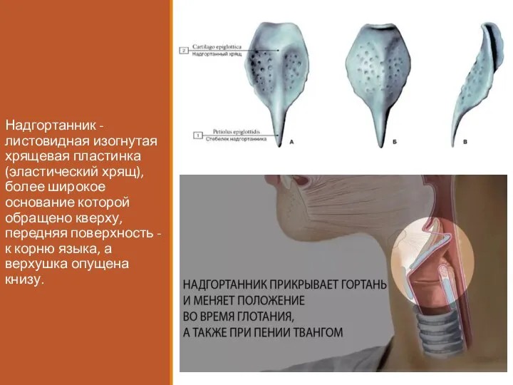 Надгортанник - листовидная изогнутая хрящевая пластинка (эластический хрящ), более широкое основание