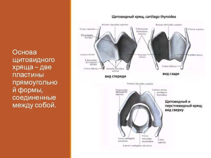 Основа щитовидного хряща – две пластины прямоугольной формы, соединенные между собой.