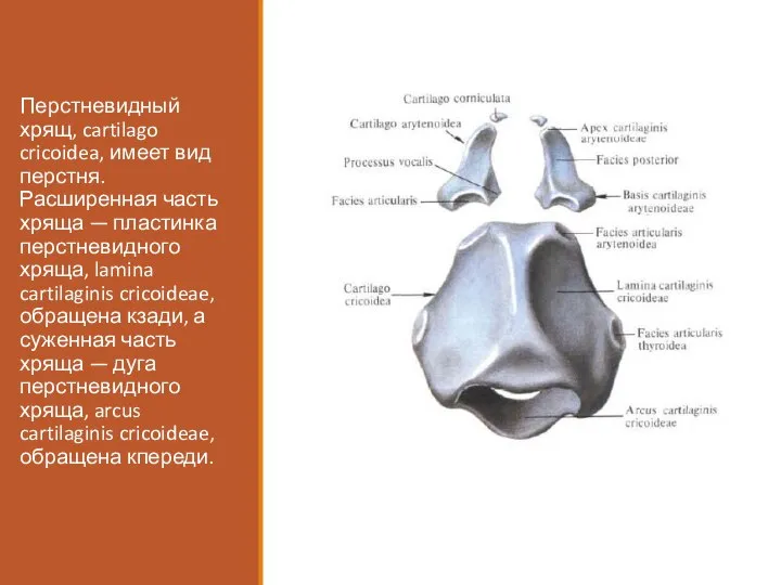 Перстневидный хрящ, cartilago cricoidea, имеет вид перстня. Расширенная часть хряща —