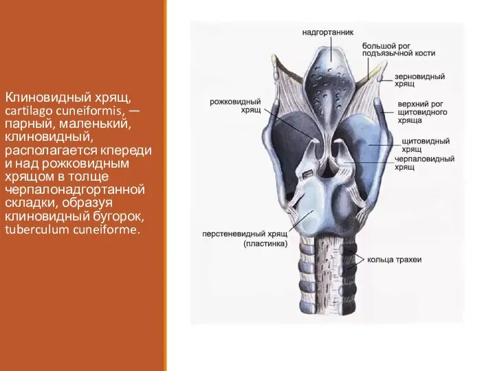 Клиновидный хрящ, cartilago cuneiformis, — парный, маленький, клиновидный, располагается кпереди и