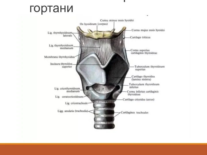 Связочный аппарат гортани