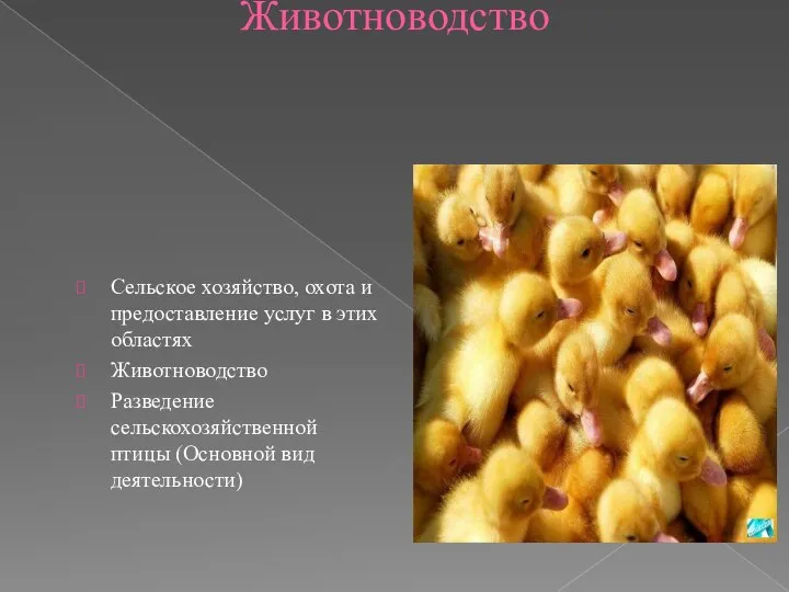 Животноводство Сельское хозяйство, охота и предоставление услуг в этих областях Животноводство