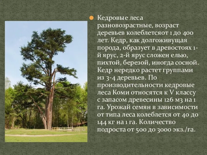 Кедровые леса разновозрастные, возраст деревьев колеблетсяот 1 до 400 лет. Кедр,