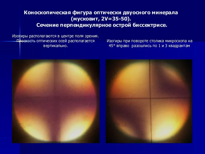 Коноскопическая фигура оптически двуосного минерала (мусковит, 2V=35-50). Сечение перпендикулярное острой биссектрисе.