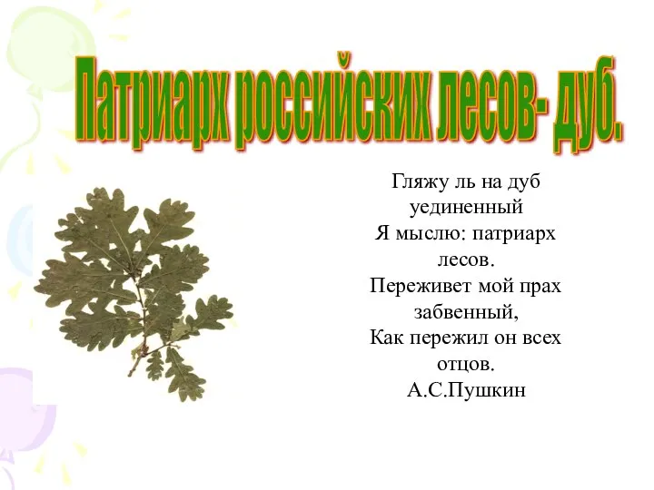 Патриарх российских лесов- дуб. Гляжу ль на дуб уединенный Я мыслю: