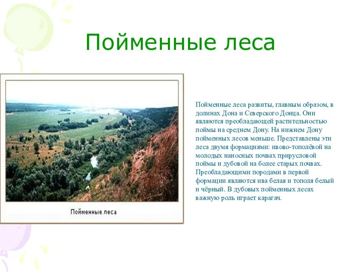 Пойменные леса Пойменные леса развиты, главным образом, в долинах Дона и