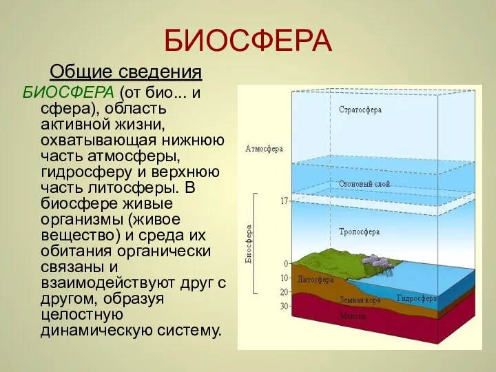 БИОСФЕРА Общие сведения БИОСФЕРА (от био... и сфера), область активной жизни,