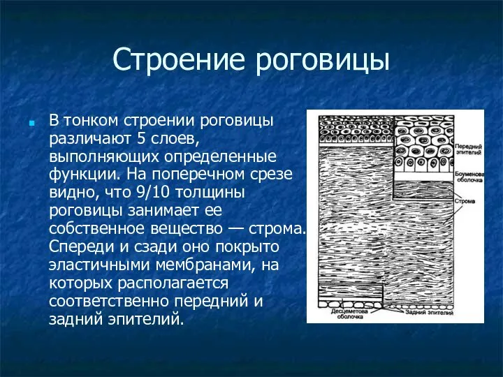 Строение роговицы В тонком строении роговицы различают 5 слоев, выполняющих определенные