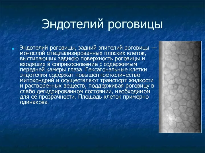 Эндотелий роговицы Эндотелий роговицы, задний эпителий роговицы — монослой специализированных плоских