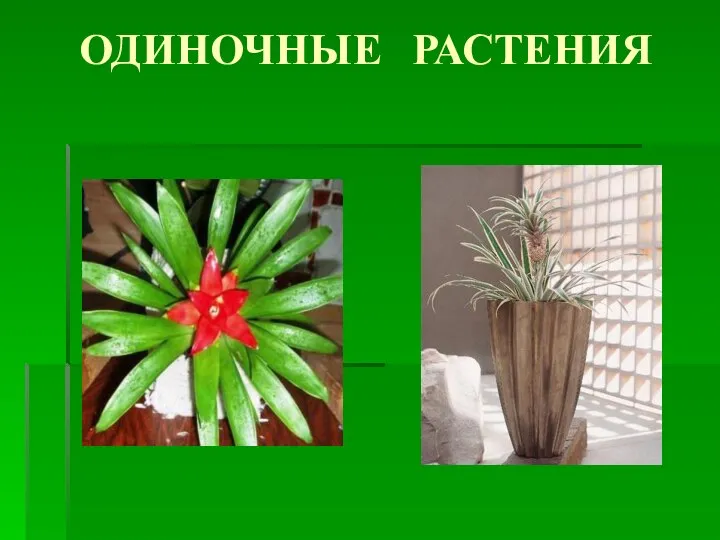 ОДИНОЧНЫЕ РАСТЕНИЯ