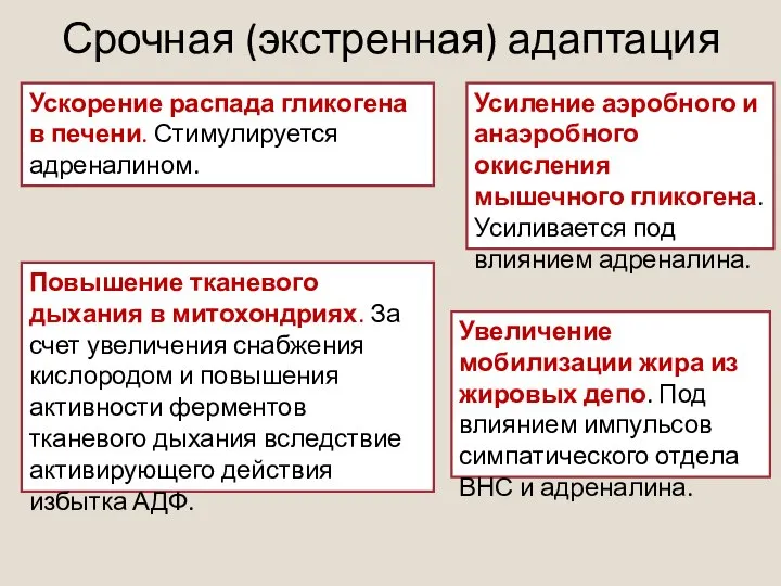 Срочная (экстренная) адаптация Ускорение распада гликогена в печени. Стимулируется адреналином. Усиление