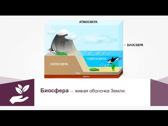 Биосфера — живая оболочка Земли.