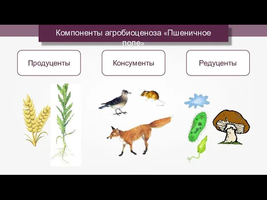 Компоненты агробиоценоза «Пшеничное поле» Редуценты Продуценты Консументы