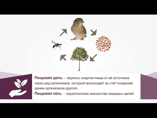 Пищевая цепь — перенос энергии пищи от её источника через ряд