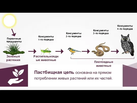 Пастбищная цепь основана на прямом потреблении живых растений или их частей.