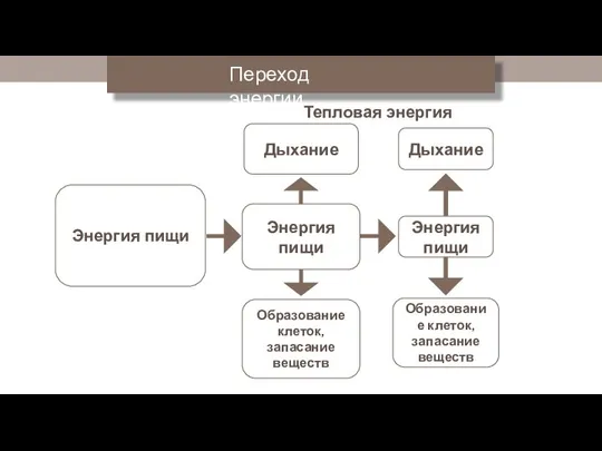 Энергия пищи Энергия пищи Дыхание Энергия пищи Дыхание Образование клеток, запасание