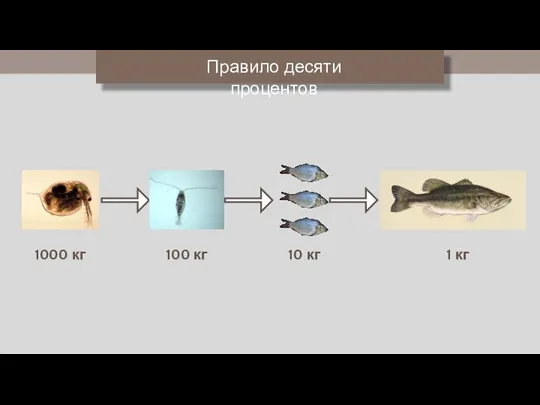 1000 кг 100 кг 10 кг 1 кг Правило десяти процентов